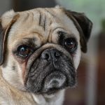 Services 7 pug 7346386 1280